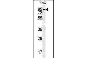 ABP1 Antibody (N-term) (ABIN657861 and ABIN2846817) western blot analysis in K562 cell line lysates (35 μg/lane). (DAO Antikörper  (N-Term))