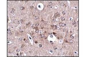 Immunohistochemistry of PCDH18 in mouse brain tissue with this product at 2. (PCDH18 Antikörper  (N-Term))