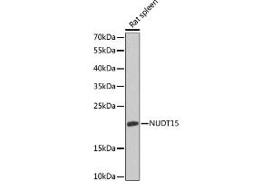 Western blot analysis of extracts of rat spleen, using NUDT15 antibody (ABIN6133319, ABIN6144930, ABIN6144932 and ABIN6218403) at 1:1000 dilution. (NUDT15 Antikörper  (AA 1-164))