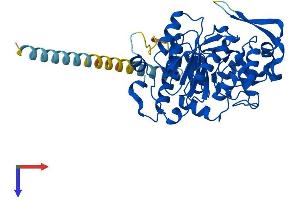 GCNT2 Protein (AA 1-402) (His tag)