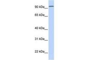 Image no. 1 for anti-Dipeptidyl-Peptidase 6 (DPP6) (AA 252-301) antibody (ABIN6743337) (DPP6 Antikörper  (AA 252-301))