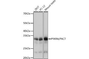 Western blot analysis of extracts of various cell lines, using PRKRA/PACTRabbit mAb (ABIN7269666) at 1:1000 dilution. (PRKRA Antikörper)