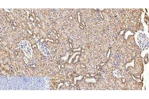 Immunohistochemistry of paraffin-embedded Rat kidney tissue using COX4I1 Monoclonal Antibody at dilution of 1:200. (COX IV Antikörper)