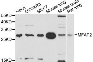 Western blot analysis of extracts of various cell lines, using MFAP2 antibody. (MFAP2 Antikörper)