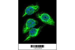 Confocal immunofluorescent analysis of STRA8 Antibody with 293 cell followed by Alexa Fluor 488-conjugated goat anti-rabbit lgG (green). (STRA8 Antikörper  (C-Term))