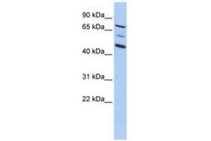 Image no. 1 for anti-A Kinase (PRKA) Anchor Protein 8 (AKAP8) (AA 395-444) antibody (ABIN6742314) (AKAP8 Antikörper  (AA 395-444))