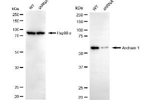 Western blotting analysis using archain 1 antibody (ABIN7797640). (ARCN1 Antikörper)