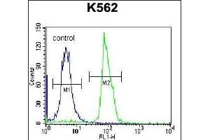 SEC Antibody (C-term) (ABIN656927 and ABIN2846120) flow cytometric analysis of K562 cells (right histogram) compared to a negative control cell (left histogram). (SEMA4C Antikörper  (AA 792-821))