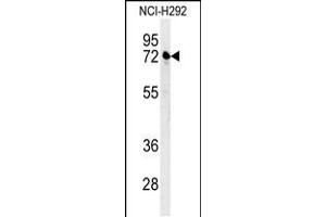 Western blot analysis in NCI-H292 cell line lysates (35ug/lane). (Kelch-Like 24 Antikörper  (AA 182-211))