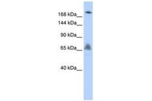 Image no. 1 for anti-Vacuolar Protein Sorting 8 Homolog (VPS8) (AA 216-265) antibody (ABIN6743139) (VPS8 Antikörper  (AA 216-265))