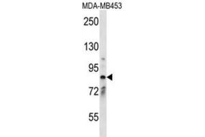 Western Blotting (WB) image for anti-Cyclin M2 (CNNM2) antibody (ABIN2997787) (Cyclin M2 Antikörper)