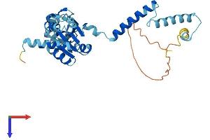 RPLP0 Protein (AA 1-317) (His tag)