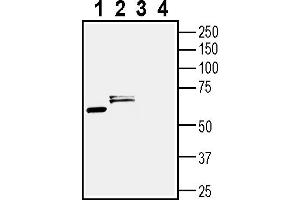 Western blot analysis of mouse brain membranes (lanes 1 and 3) and rat brain lysate (lanes 2 and 4):1-2. (Cholinergic Receptor, Muscarinic 3 (CHRM3) Peptid)
