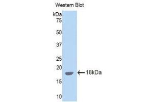 Western Blotting (WB) image for anti-Interleukin 15 (IL15) (AA 49-162) antibody (ABIN1859344) (IL-15 Antikörper  (AA 49-162))