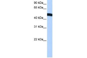 WB Suggested Anti-EIF2S2 Antibody Titration:  0. (EIF2S2 Antikörper  (N-Term))