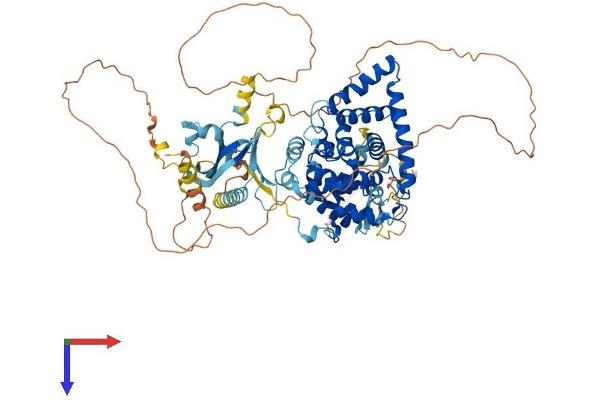 TBC1D16 Protein (AA 1-767) (His tag)