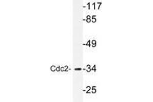 Western blot analyzes of Cdc2 antibody in extracts from HepG2 cells. (CDK1 Antikörper)