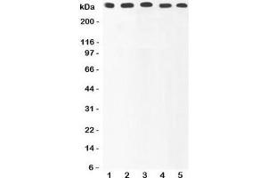 Western blot testing of Ki67 antibody and Lane 1:  HeLa;  2: MCF-7;  3: COLO320;  4: HEPG2;  5: SKOV lysate. (Ki-67 Antikörper  (AA 2860-3256))