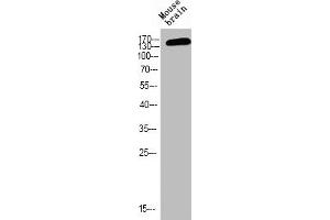 Western blot analysis of MOUSE-BRAIN using p-NMDAε2 (Y1474) antibody. (GRIN2B Antikörper  (pTyr1474))