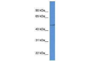 Western Blot showing PLTP antibody used at a concentration of 1 ug/ml against MCF7 Cell Lysate