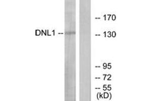 Western blot analysis of extracts from HT-29 cells, using DNL1 Antibody.
