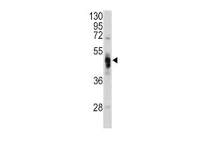 Western blot analysis of GLA antibody in Hela cell line lysates (35ug/lane) (GLA Antikörper  (N-Term))