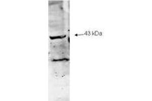 Image no. 1 for anti-Sialidase 2 (Cytosolic Sialidase) (NEU2) (AA 110-124) antibody (ABIN303817) (NEU2 Antikörper  (AA 110-124))
