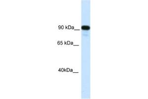 Western Blotting (WB) image for anti-Class II, Major Histocompatibility Complex, Transactivator (CIITA) antibody (ABIN2461426) (CIITA Antikörper)