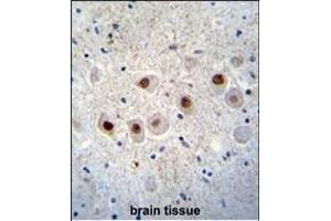 RBM14 Antibody (C-term) (ABIN655499 and ABIN2845015) immunohistochemistry analysis in formalin fixed and paraffin embedded human brain tissue followed by peroxidase conjugation of the secondary antibody and DAB staining. (RBM14 Antikörper  (C-Term))