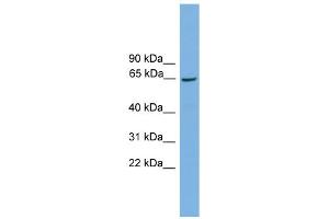 WB Suggested Anti-Taf1b Antibody Titration: 0. (TAF1B Antikörper  (Middle Region))
