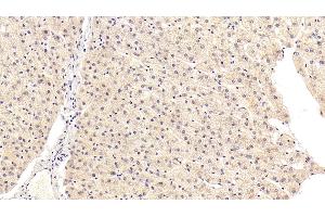 Detection of KMO in Human Liver Tissue using Polyclonal Antibody to Kynurenine-3-Monooxygenase (KMO) (KMO Antikörper  (AA 1-374))