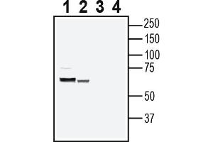 anti-Solute Carrier Family 12 (Potassium/chloride Transporters), Member 8 (Slc12a8) (AA 289-303), (Extracellular), (Loop 4) antibody