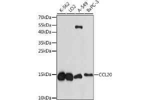 Western blot analysis of extracts of various cell lines, using CCL20 antibody (ABIN7266301) at 1:1000 dilution. (CCL20 Antikörper  (AA 1-95))