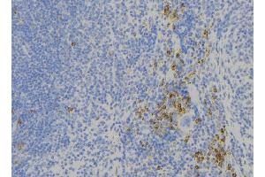 ABIN6273883 at 1/100 staining Human lymph node tissue by IHC-P. (GPR56 Antikörper)