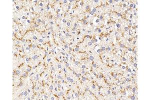 Immunohistochemistry analysis of paraffin-embedded rat liver using CD107b Polyclonal Antibody at dilution of 1:400. (LAMP2 Antikörper)