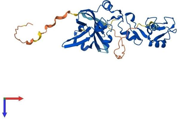 SIAH2 Protein (AA 1-325) (His tag)