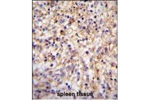 CLEC11A Antibody (Center) (ABIN655039 and ABIN2844670) immunohistochemistry analysis in formalin fixed and paraffin embedded human spleen tissue followed by peroxidase conjugation of the secondary antibody and DAB staining. (CLEC11A Antikörper  (AA 145-174))