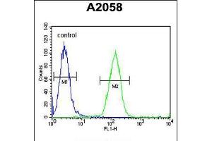 Flow cytometric analysis of A2058 cells (right histogram) compared to a negative control cell (left histogram). (FOXC2 Antikörper  (AA 159-186))