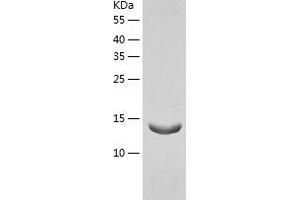IGJ Protein (AA 22-159) (His tag)