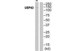 Western blot analysis of extracts from JK cells, using USP43 antibody. (USP43 Antikörper  (Internal Region))