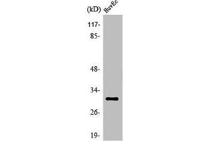 Western Blot analysis of HuvEc cells using Olfactory receptor 6C68 Polyclonal Antibody (OR6C68 Antikörper  (C-Term))