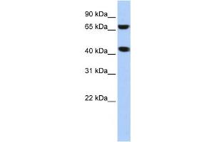 Western Blotting (WB) image for anti-ELAC1 (ELAC1) antibody (ABIN2458576)