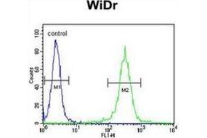 Flow Cytometric analysis of WiDr cells (right histogram) compared to a negative control cell using ATP5B Antibody (Center) Cat. (ATP Synthase Subunit beta (AtpB) (AA 142-171), (Middle Region), (Subunit beta) Antikörper)