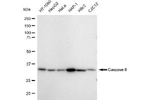 Western blotting analysis using Caspase 6 antibody (ABIN7797901). (Rekombinanter Caspase 6 Antikörper)