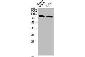 Western Blot analysis of mouse brain K562 cells using Neuregulin-3 Polyclonal Antibody (Neuregulin 3 Antikörper  (Internal Region))