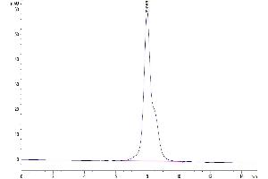 Size-exclusion chromatography-High Pressure Liquid Chromatography (SEC-HPLC) image for Interleukin 12 Receptor beta 1 (IL12RB1) (AA 24-540) protein (His tag) (ABIN7275013)