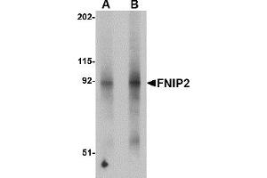Western Blotting (WB) image for anti-Folliculin Interacting Protein 2 (FNIP2) (N-Term) antibody (ABIN1031382) (FNIP2 Antikörper  (N-Term))