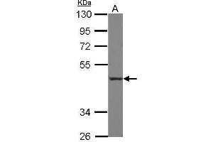 WB Image Sample (30 ug of whole cell lysate) A: THP-1 10% SDS PAGE antibody diluted at 1:1000 (CD55 Antikörper  (Center))