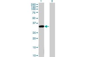 Western Blot analysis of KLK8 expression in transfected 293T cell line by KLK8 MaxPab polyclonal antibody. (Kallikrein 8 Antikörper  (AA 1-260))