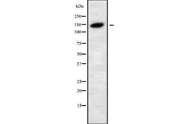 SH3TC2 Antikörper  (C-Term)